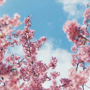 一个吃奶两个添麻逼
